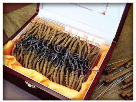 从化冬虫夏草回收